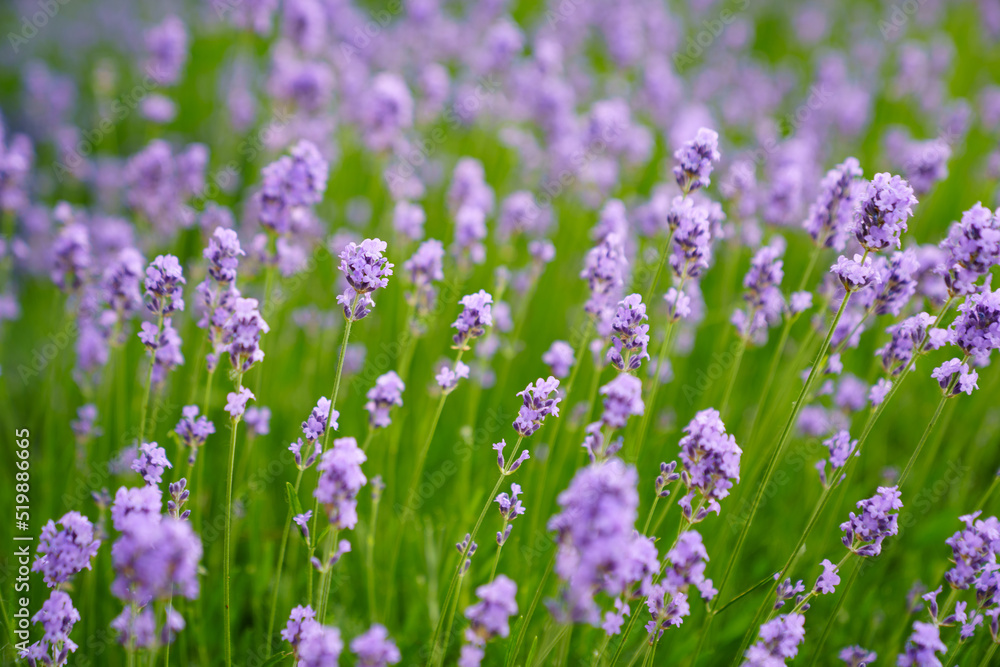 lavender blooming in the field. city flower beds. lavender blooming in the field. city flower beds.
