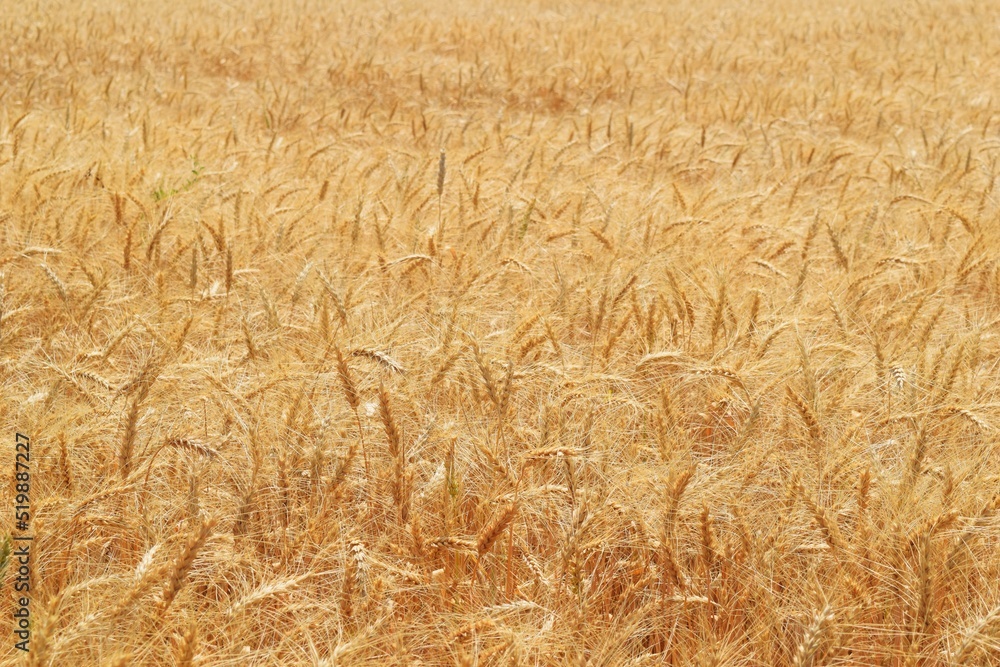 Wheat field