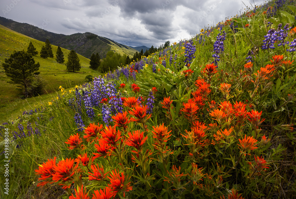 Spring Wildflowers with beautiful mountain views Spring Wildflowers with beautiful mountain views