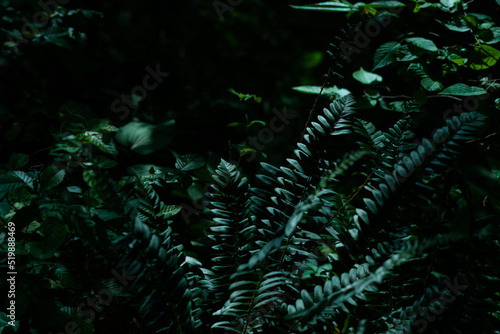 Fototapeta Naklejka Na Ścianę i Meble -  fern in the dark