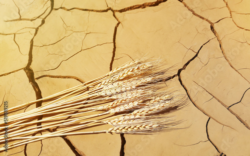 Textured surface of soil erosion, few wheat stalks, concept of drought and global crisis