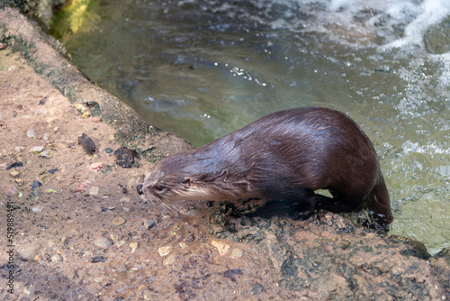 Otter Leaving The Water For Shore