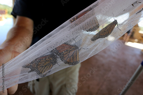 Fotografia Naturalist Holds Monarch Butterflies in a Net