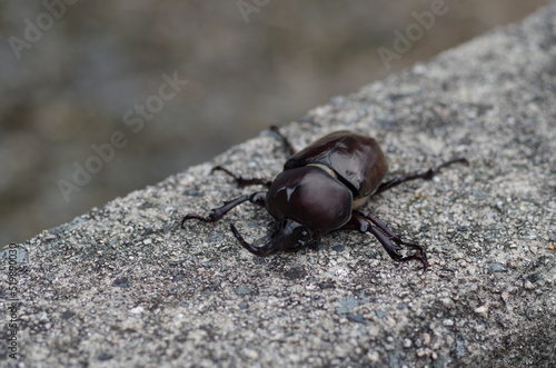 Wallpaper Mural カブトムシ Torontodigital.ca