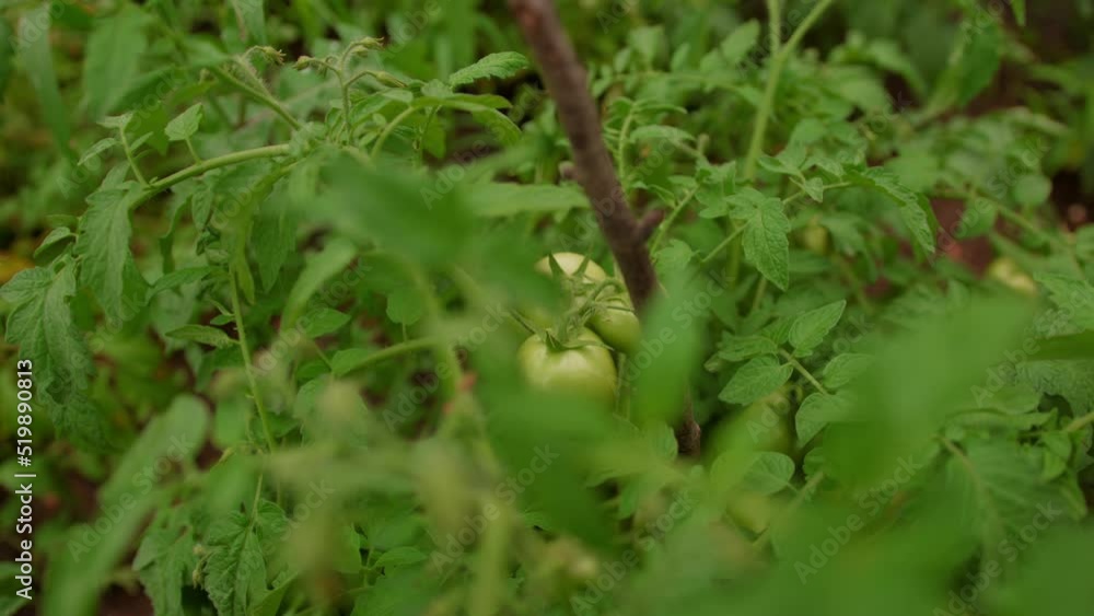 Green tomatoes growing in beds. Unripe vegetables on branches in vegetable garden. Concept of horticulture, agriculture and organic products. Green tomatoes growing in beds. Unripe vegetables on branches in vegetable garden. Concept of horticulture, agriculture and organic products.