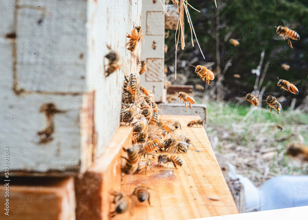 Honeybees at the entrance of a beehive. Honeybees at the entrance of a beehive.