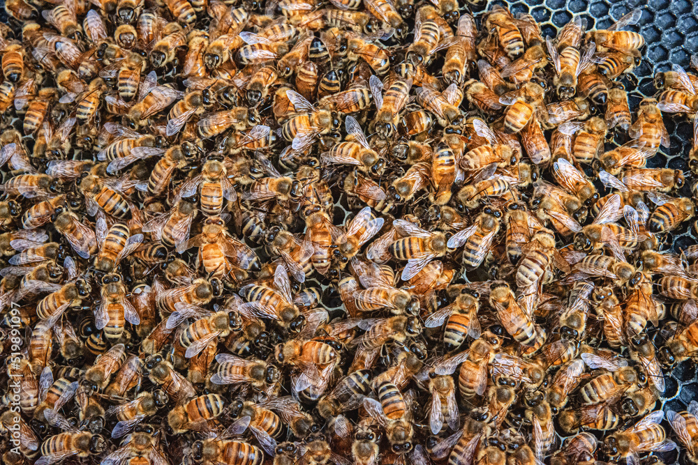 Honeybees building out comb on a frame. Honeybees building out comb on a frame.