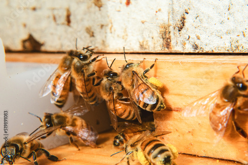 Bees at entrance to hive carrying pollen.