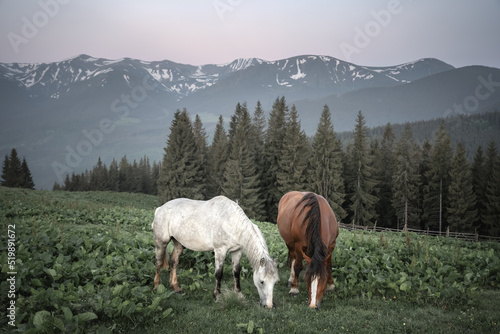 Couple of horses in spring meadow in mountains valley. Landscape photography