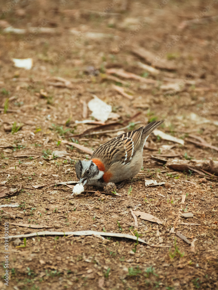 Obraz premium red winged blackbird
