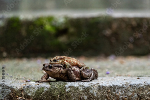 Two frogs loving each other on a walkway in an Italian town