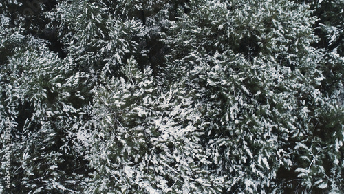 Aerial view of winter mountains covered with green snowy spruces. Shot. Winter forest in mountains with the snow on the pine trees, Christmas landscape.