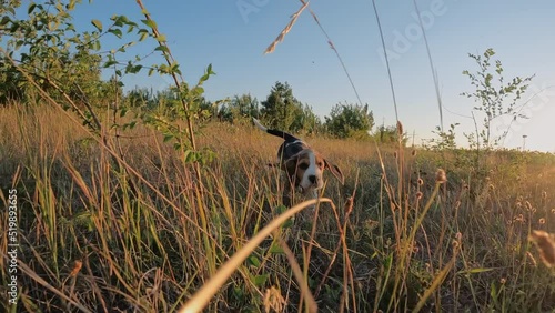 Happy beagle puppy running in slow motion. Active dog spending good time on walk on nature countryside background . Cute little doggy. Hunting breed. photo