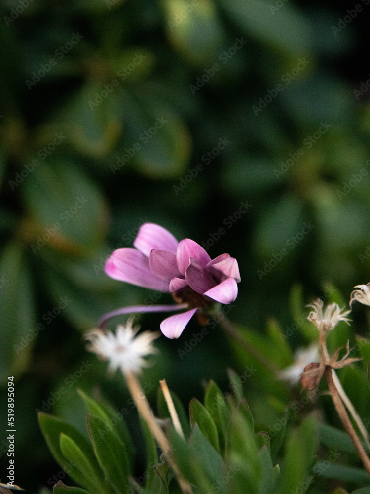 pink flower in the garden pink flower in the garden