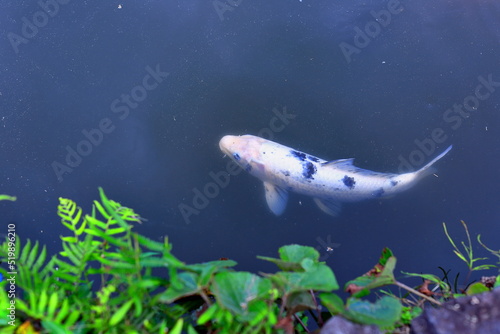 연못에서 한가로이 노니는 비단잉어들 © Zorba