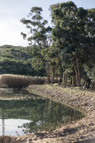 trees on the riverbank with reflection