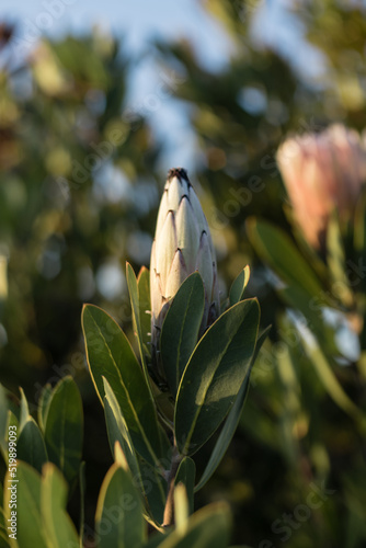 close up of a closed protea flower