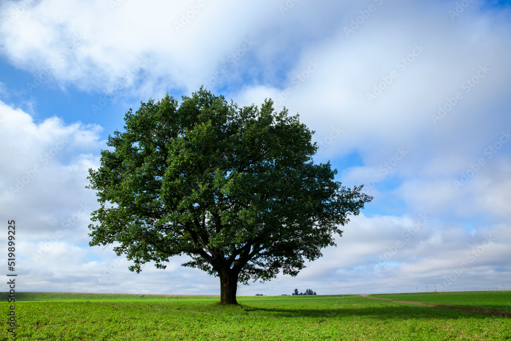 a big old oak tree growing in a field with green plants a big old oak tree growing in a field with green plants