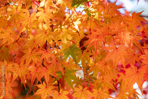 Maple leaves are start to turn red in JAPAN.