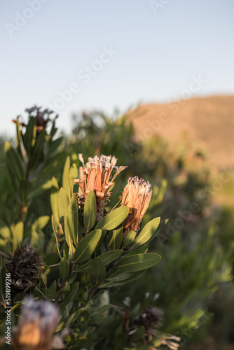 close up of a protea flower