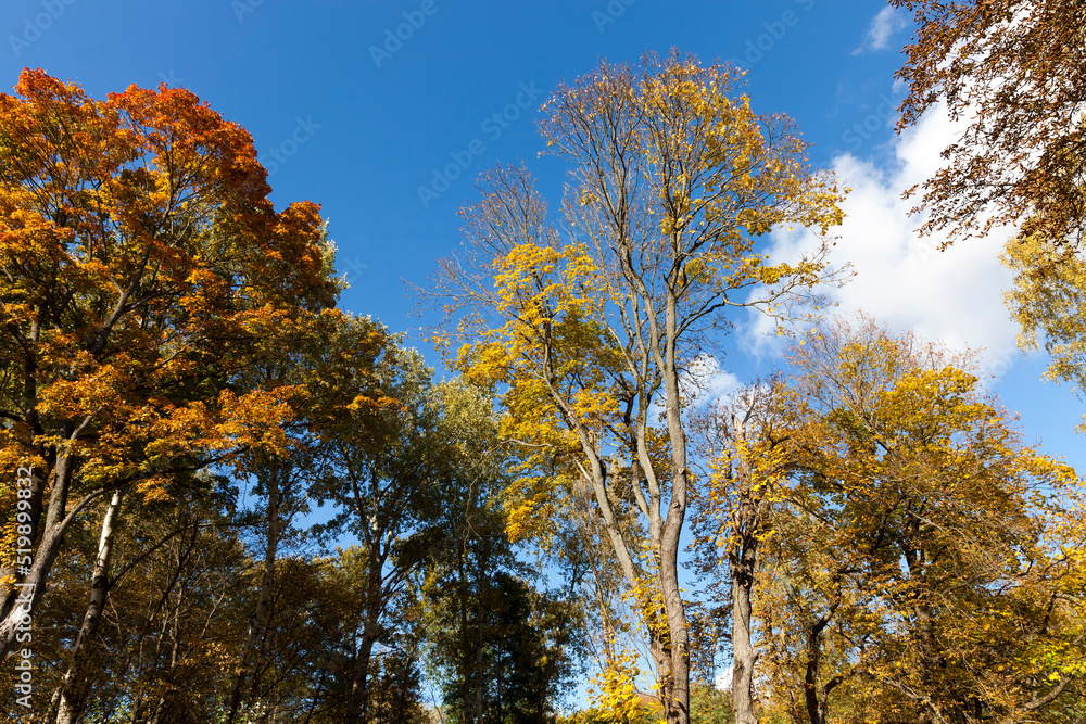 yellowed maple foliage on trees in the autumn season