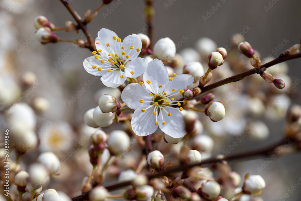 cherry bushes blooming in the spring season in the orchard cherry bushes blooming in the spring season in the orchard