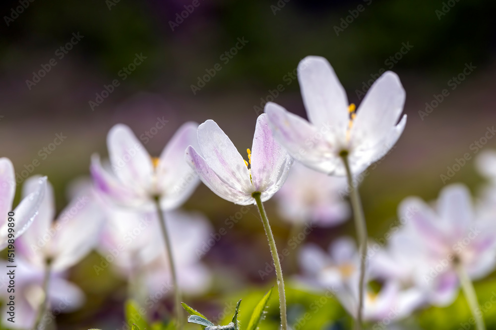 spring white flowers sprouting in the forest spring white flowers sprouting in the forest