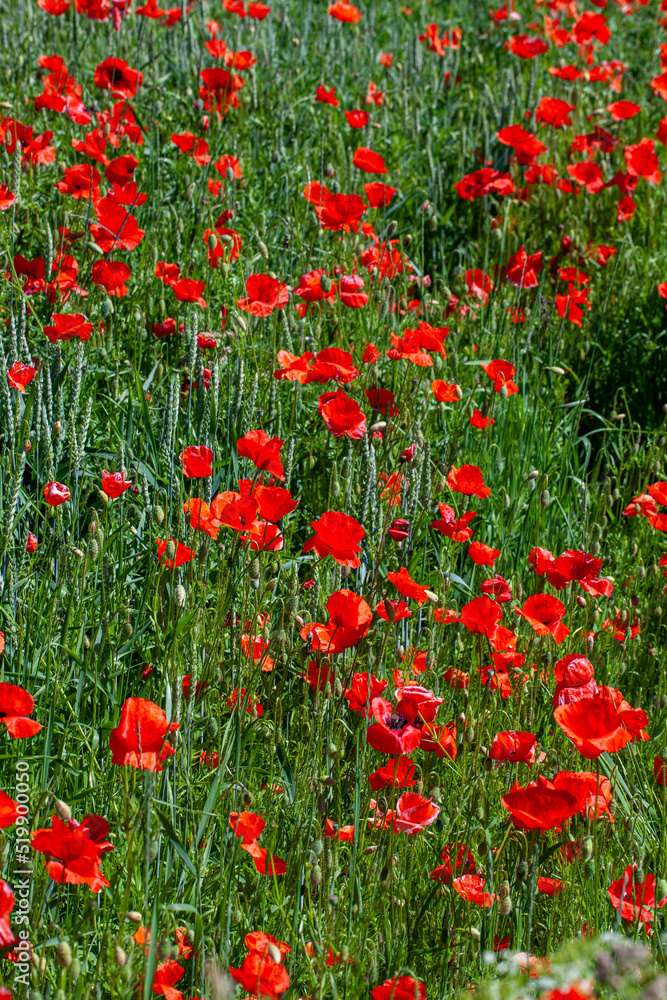 red poppies growing in an agricultural field with cereals