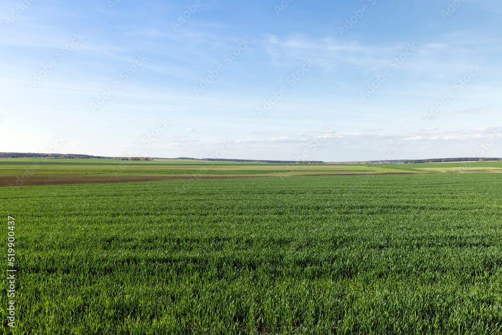 agricultural field where green unripe wheat grows