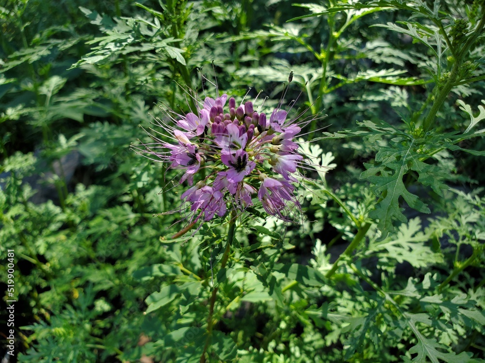 Obraz premium thistle flowers