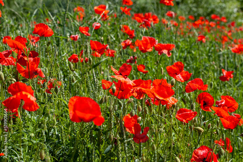 red poppies growing in an agricultural field with cereals