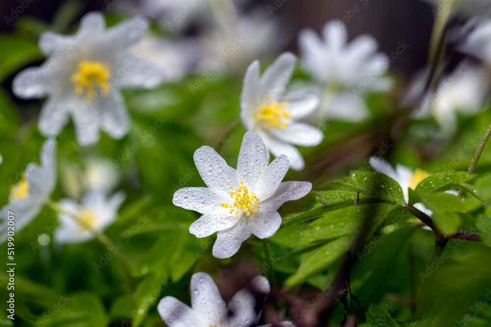 Fototapeta premium beautiful spring anemones growing in the forest