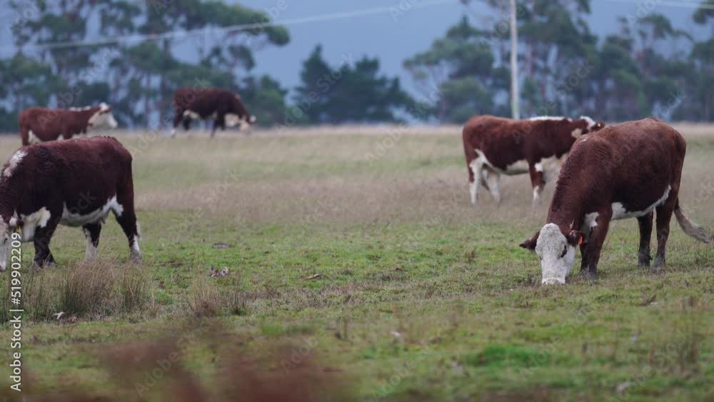 sustainable carbon neutral farming being practiced. regenerative raised cows in a field. agricultural technology innovation. 