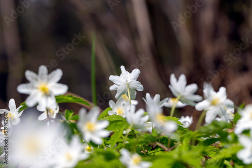 beautiful spring anemones growing in the forest