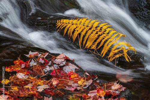 golden fern frond on rock in stream