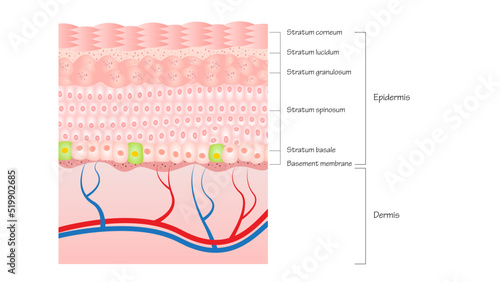 Layers of the Epidermis  photo