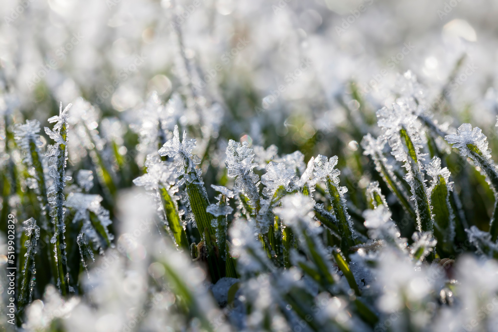Fototapeta premium grass covered with white cold frost in the winter season
