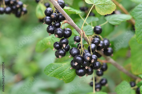 Close-up of ripe black currant berries with green leaveson a branch. Concept of growing your own organic food.