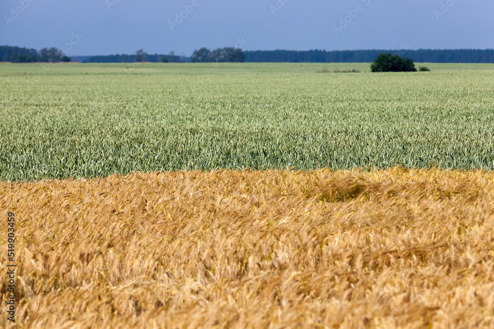 Fototapeta premium agricultural field with mature golden yellow cereals