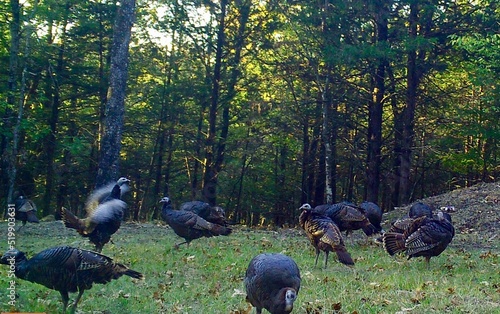 Obraz na plátně An Energetic Gathering of Wild Turkeys
