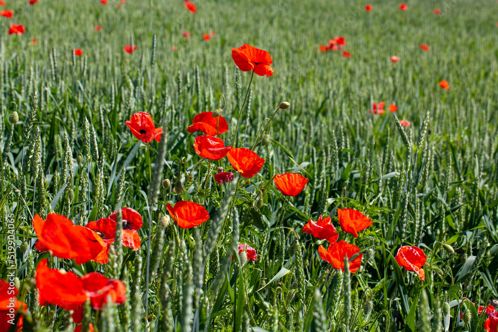 Obraz premium red poppies growing in an agricultural field with cereals