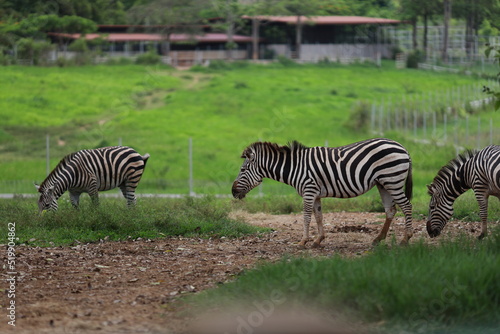 african plains zebra in zoo