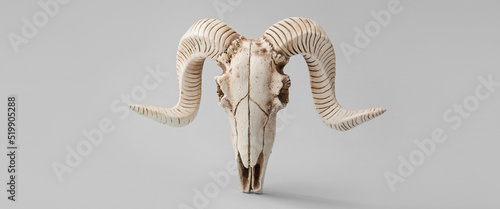 Fotografie, Obraz Skull of sheep on grey background