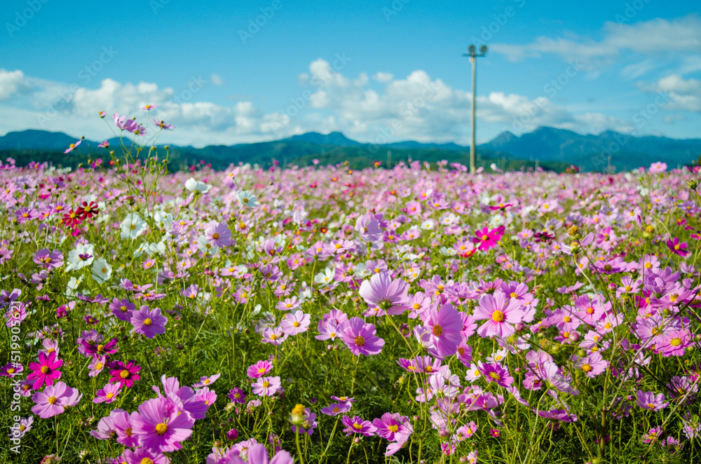 Obraz premium 日本の風景