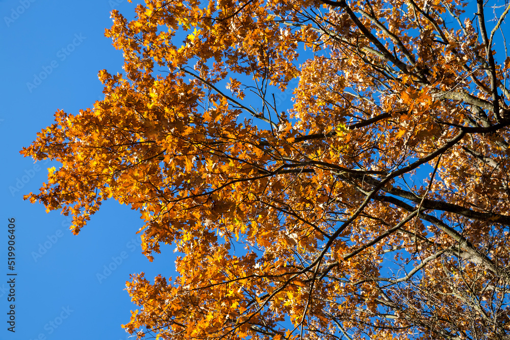 yellowed maple foliage on trees in the autumn season