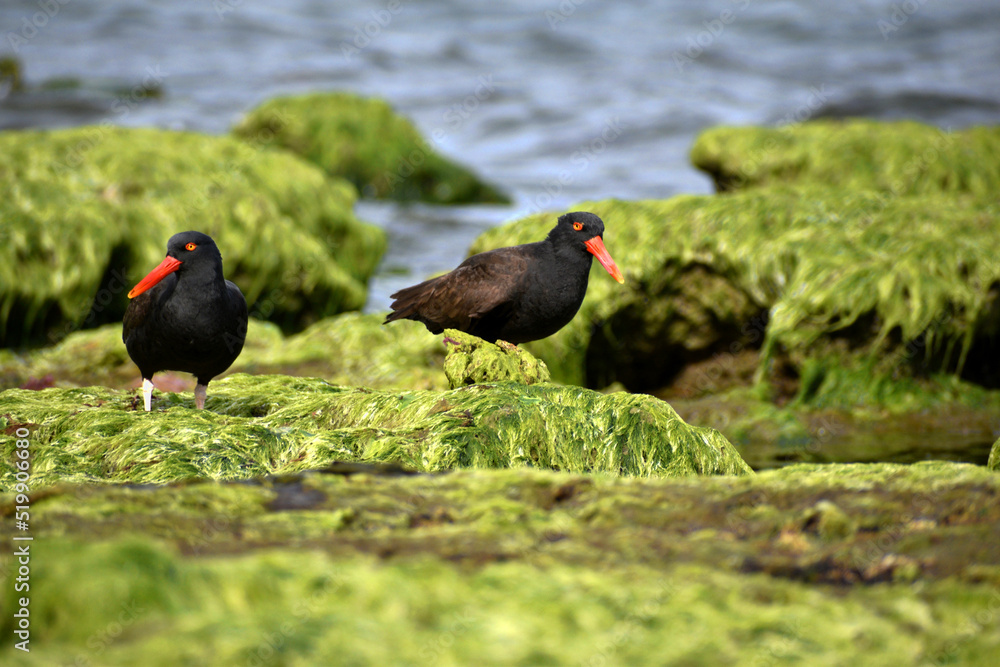 Pareja de ortreros negros en las rocas. Pareja de ortreros negros en las rocas.