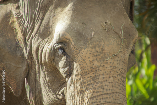 Photography animals in a zoo such as: tigers, hippos and elephants among others