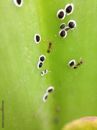 a close up view of the petals of a cattleya trianae orchid and some ants photo