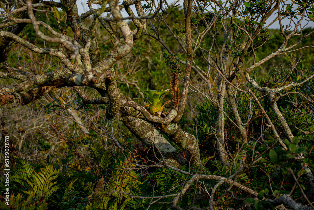 vegetation with tree trunks on the beach dunes
