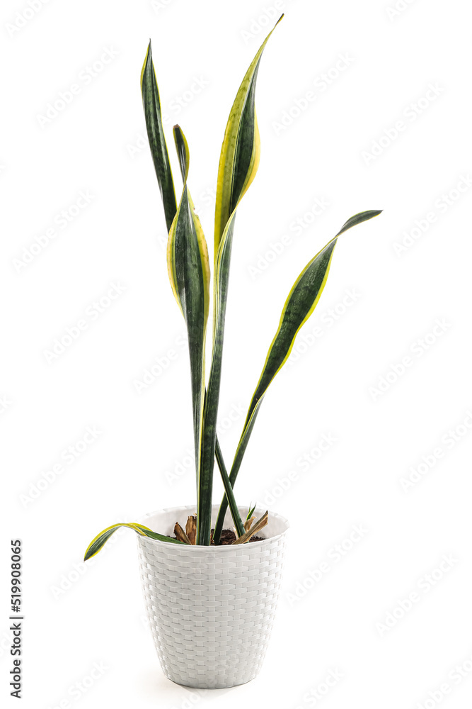 Wilted snake plant on white background Wilted snake plant on white background
